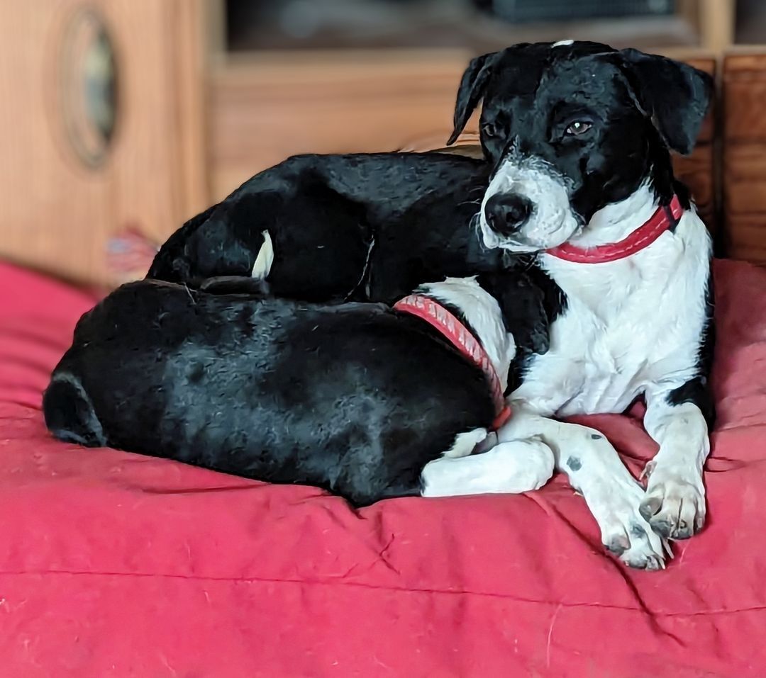 Border collie store mix with beagle