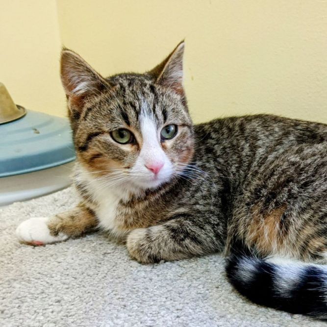 Ground Control - Pending Adoption