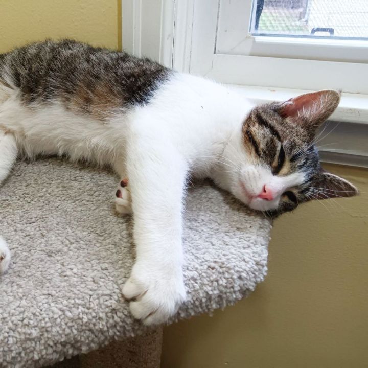 Major Tom - Pending Adoption 4