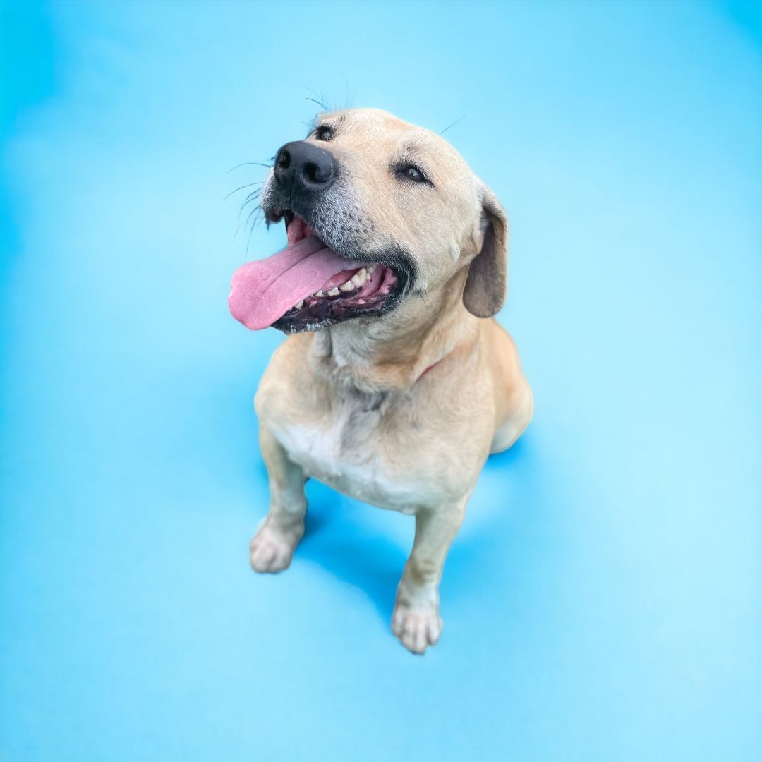 Jody, an adoptable Labrador Retriever in Williston, VT, 05495 | Photo Image 3