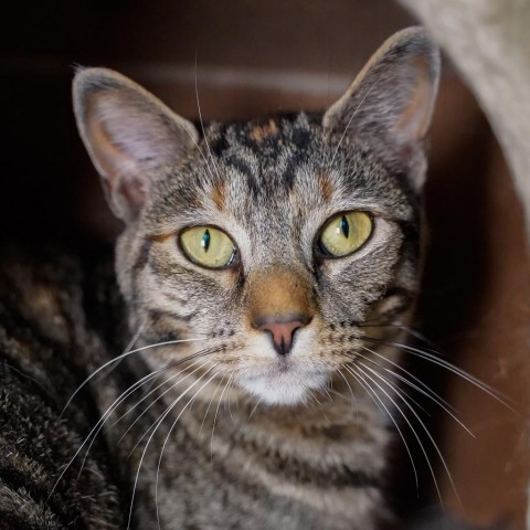 Eudora, an adoptable Domestic Short Hair in Thomaston, ME, 04861 | Photo Image 1