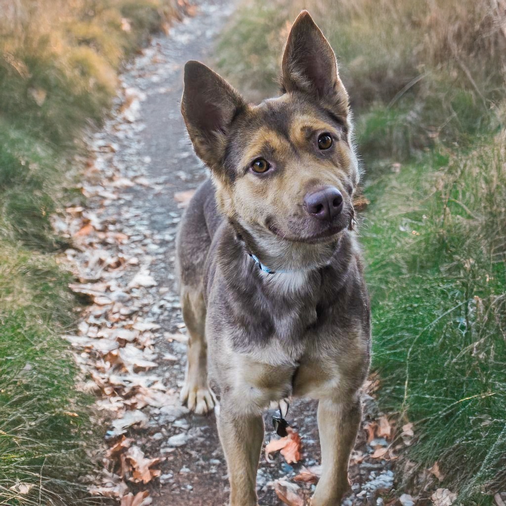 REGINA, an adoptable Shepherd, Mixed Breed in Point Richmond, CA, 94801 | Photo Image 5
