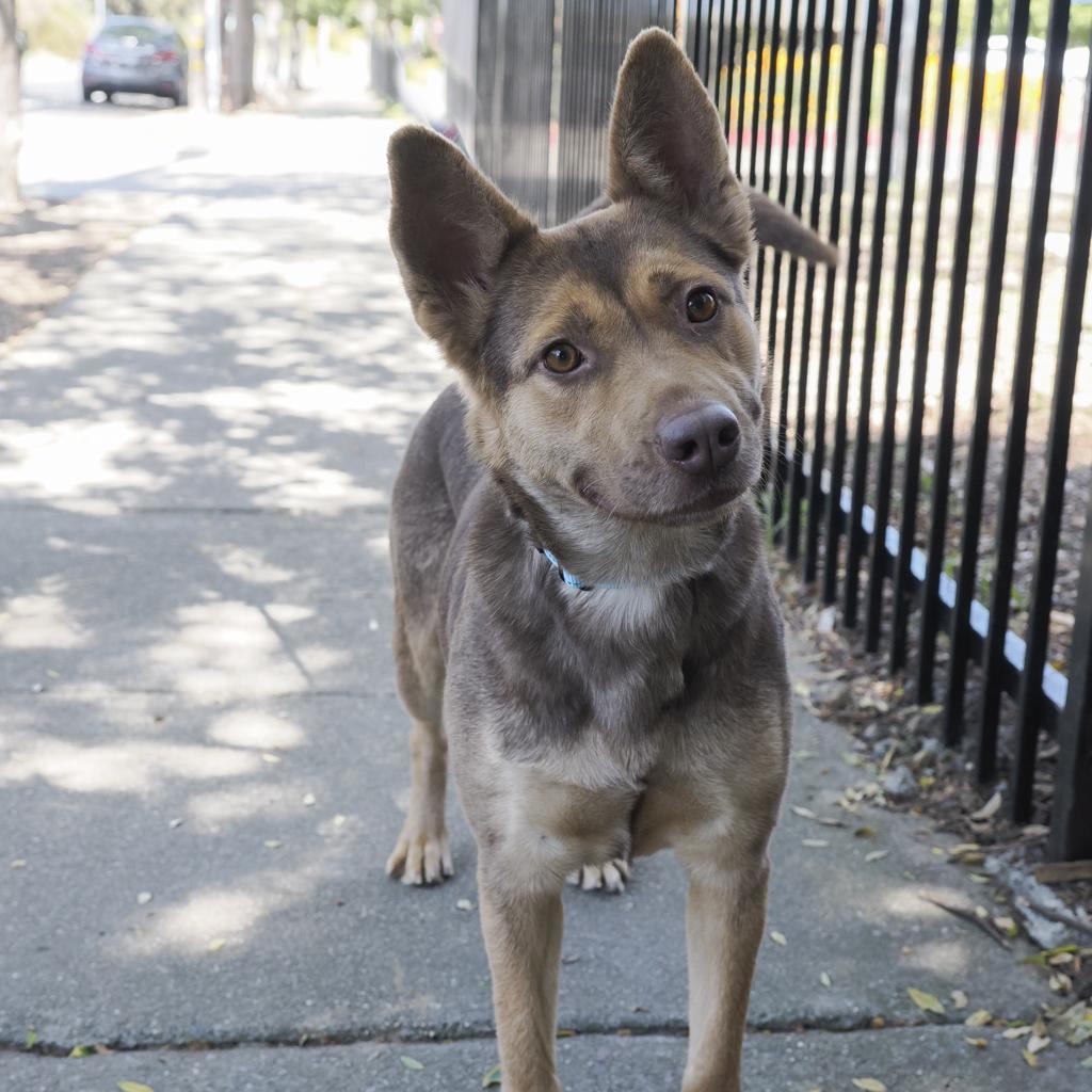 REGINA, an adoptable Shepherd, Mixed Breed in Point Richmond, CA, 94801 | Photo Image 6