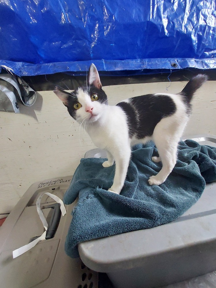 Diesel (SC), an adoptable Domestic Short Hair in San Angelo, TX, 76905 | Photo Image 1