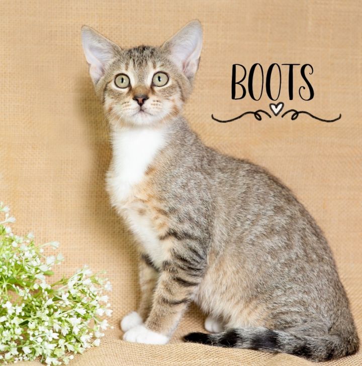 Boots, an adoptable Domestic Short Hair Mix in Fort Lauderdale, FL_image-2