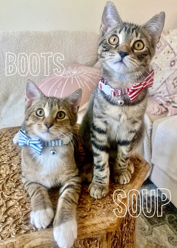 Boots 4