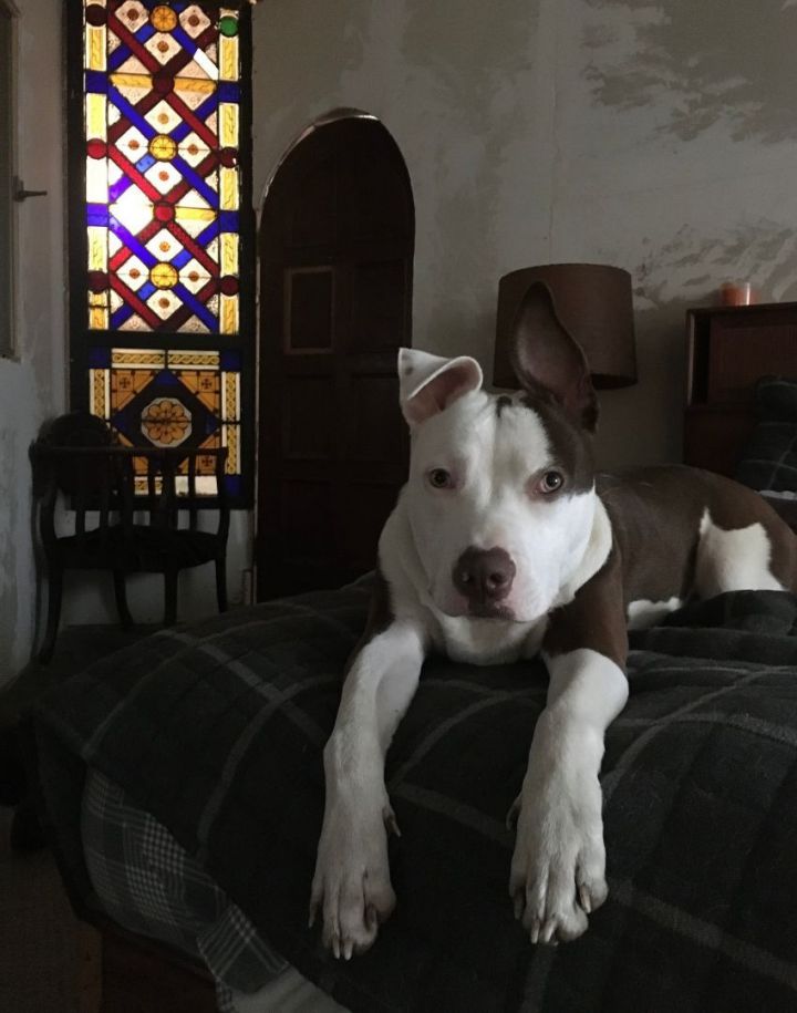 Boris, an adoptable Pit Bull Terrier in Lynbrook, NY_image-5