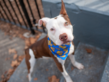 Boris, an adoptable Pit Bull Terrier in Lynbrook, NY_image-1