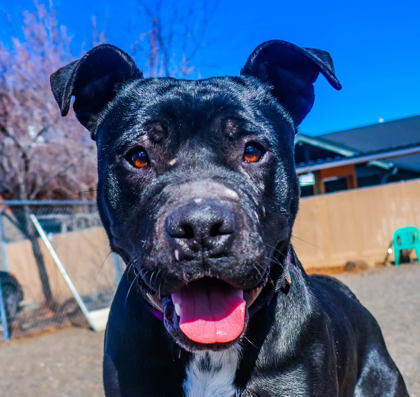 Barkley, an adoptable Mixed Breed in Redmond, OR, 97756 | Photo Image 2