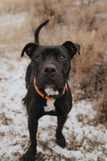 Barkley, an adoptable Mixed Breed in Redmond, OR, 97756 | Photo Image 3