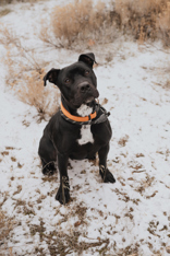 Barkley, an adoptable Mixed Breed in Redmond, OR, 97756 | Photo Image 1