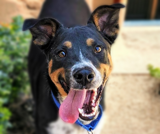 LATTE*, an adoptable Australian Cattle Dog / Blue Heeler in Tucson, AZ, 85745 | Photo Image 1
