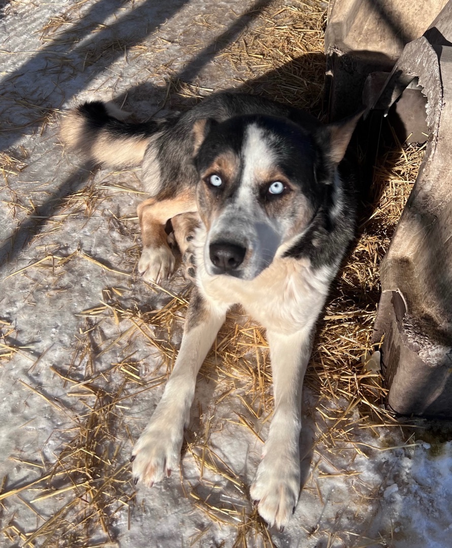 Zoose, an adoptable Husky in Calgary, AB, T3M 3E3 | Photo Image 1