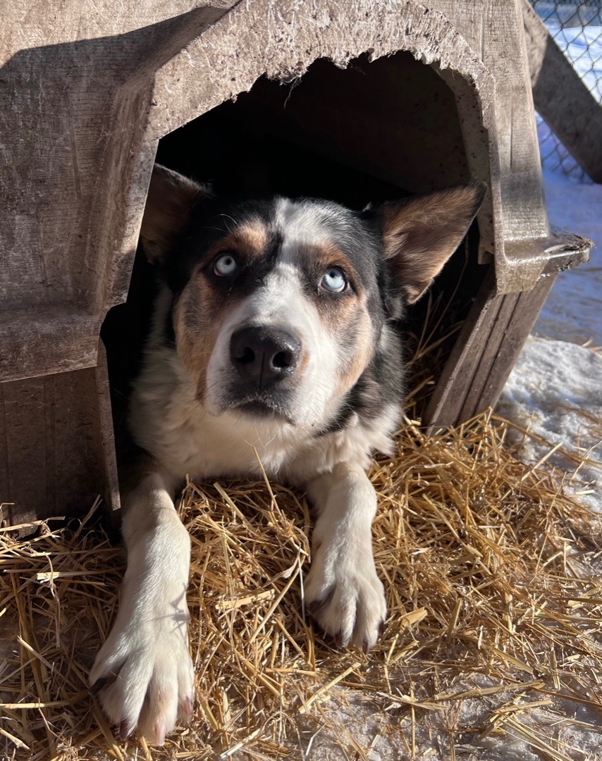 Zoose, an adoptable Husky in Calgary, AB, T3M 3E3 | Photo Image 2