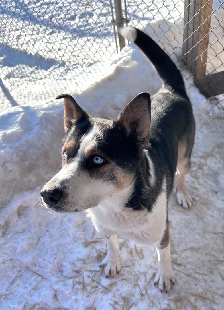 Zoose, an adoptable Husky in Calgary, AB, T3M 3E3 | Photo Image 3