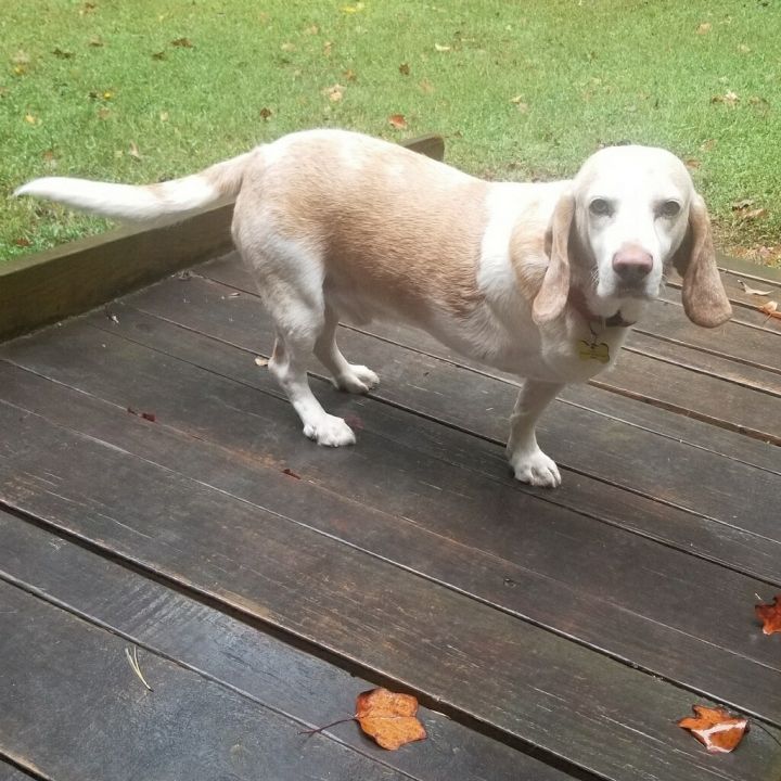 Remus , an adoptable Basset Hound & Beagle Mix in Monroe, GA_image-1
