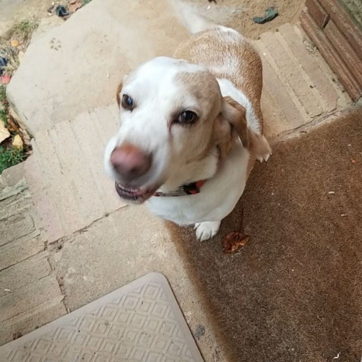 Remus , an adoptable Basset Hound & Beagle Mix in Monroe, GA_image-3