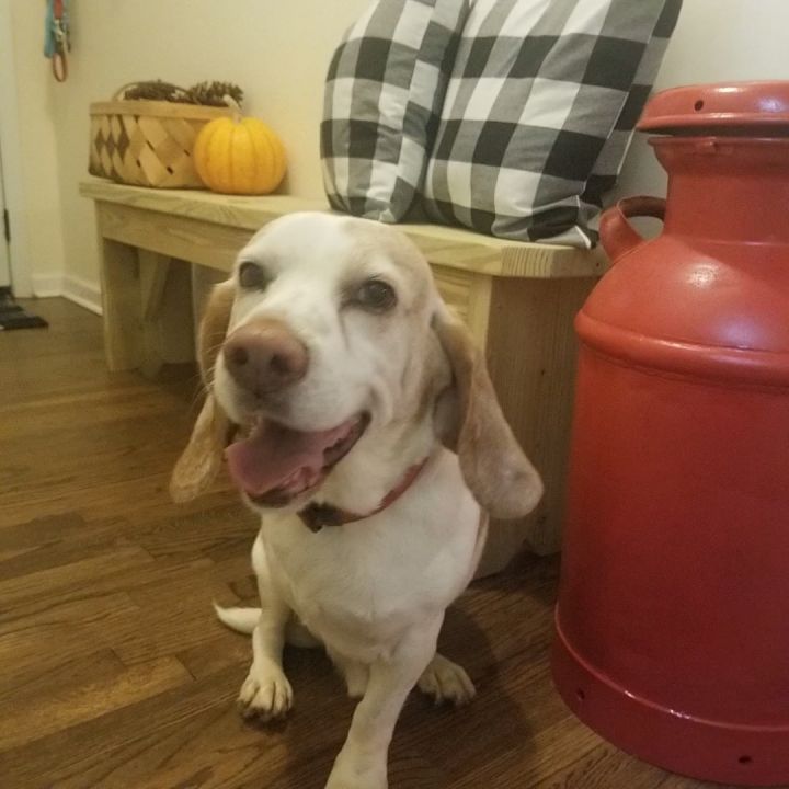 Remus , an adoptable Basset Hound & Beagle Mix in Monroe, GA_image-4