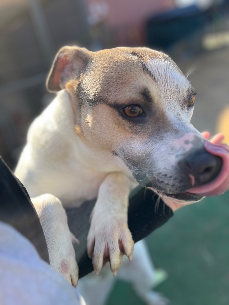 H271, an adoptable Terrier in Mullins, SC, 29574 | Photo Image 1