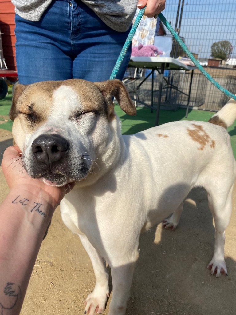 H271, an adoptable Terrier in Mullins, SC, 29574 | Photo Image 2