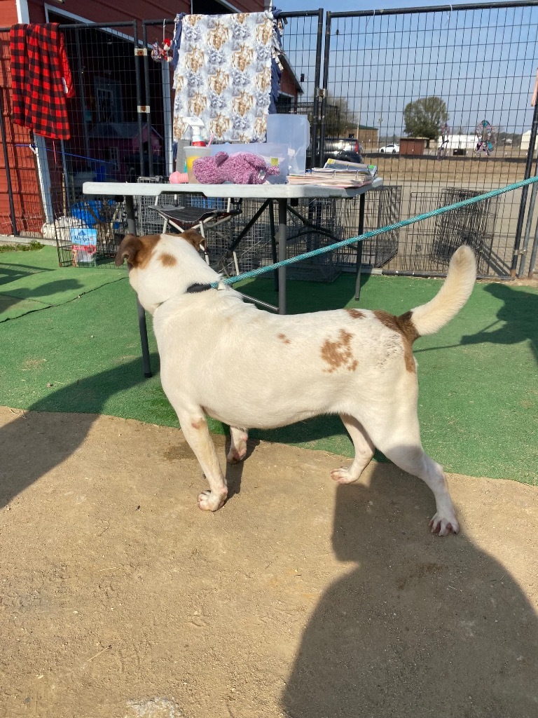 H271, an adoptable Terrier in Mullins, SC, 29574 | Photo Image 5