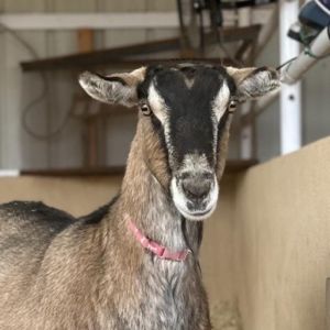 Xena, Senior Female unknown