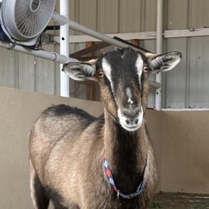 Dawn, Senior Female unknown