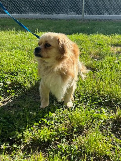 Pekingese golden retriever store mix