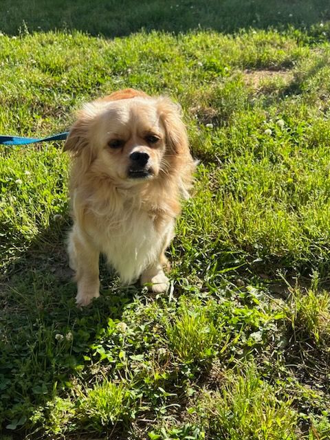 Pekingese mix 2024