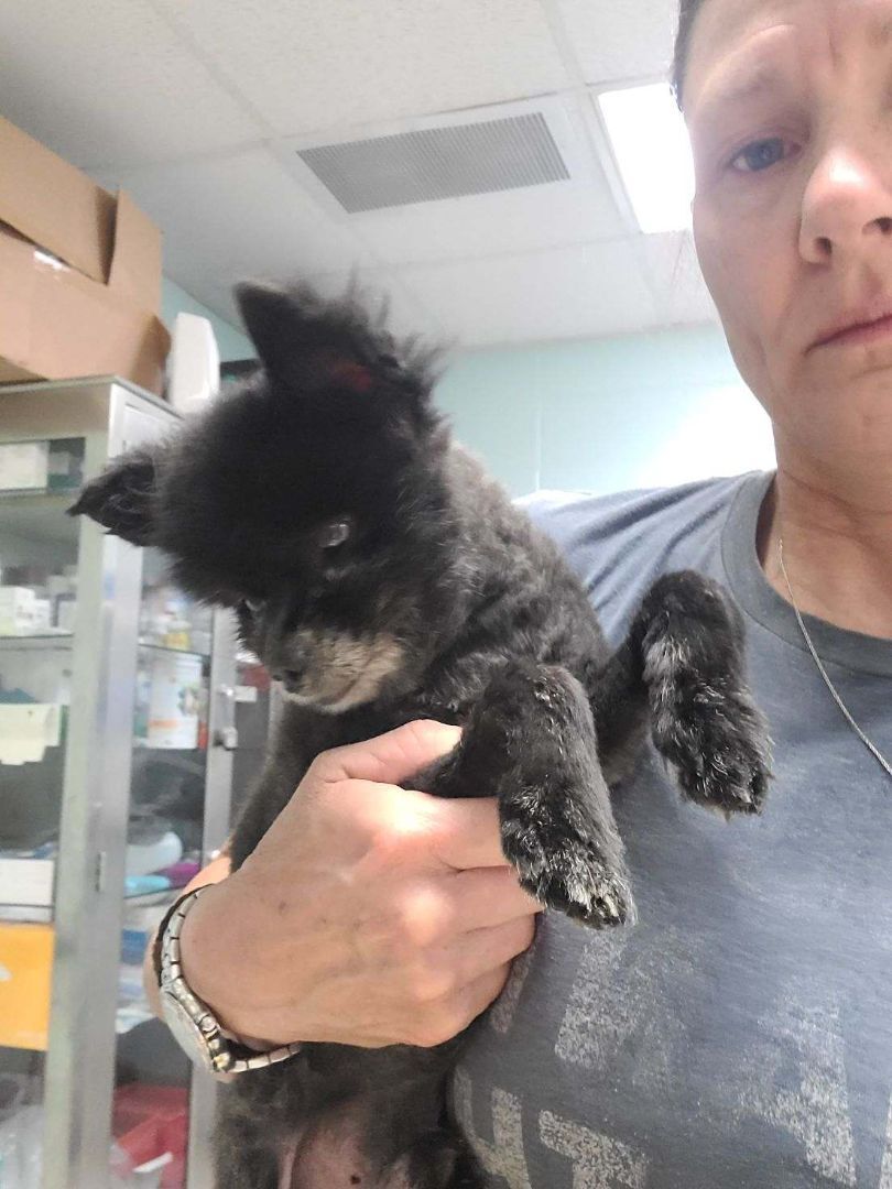 Pip Squeak, an adoptable Pomeranian in Ladson, SC, 29456 | Photo Image 3