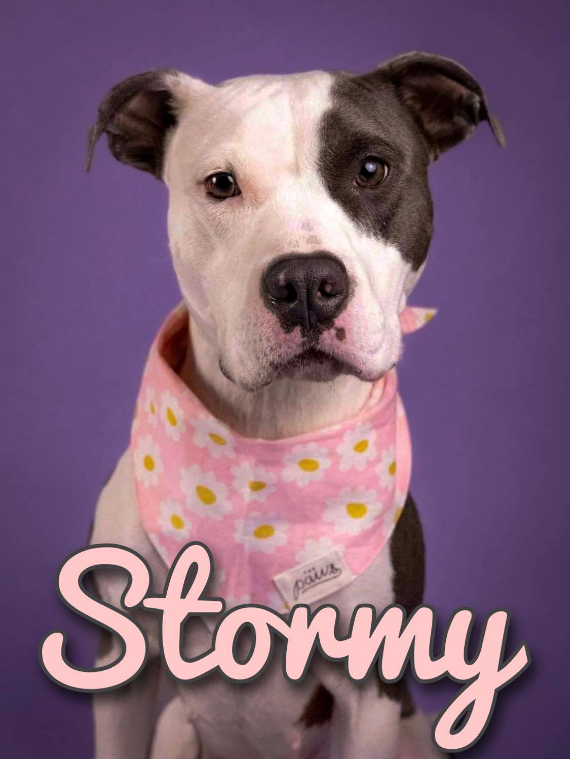 Stormy 2.0, an adoptable American Staffordshire Terrier in Arlee, MT, 59821 | Photo Image 1