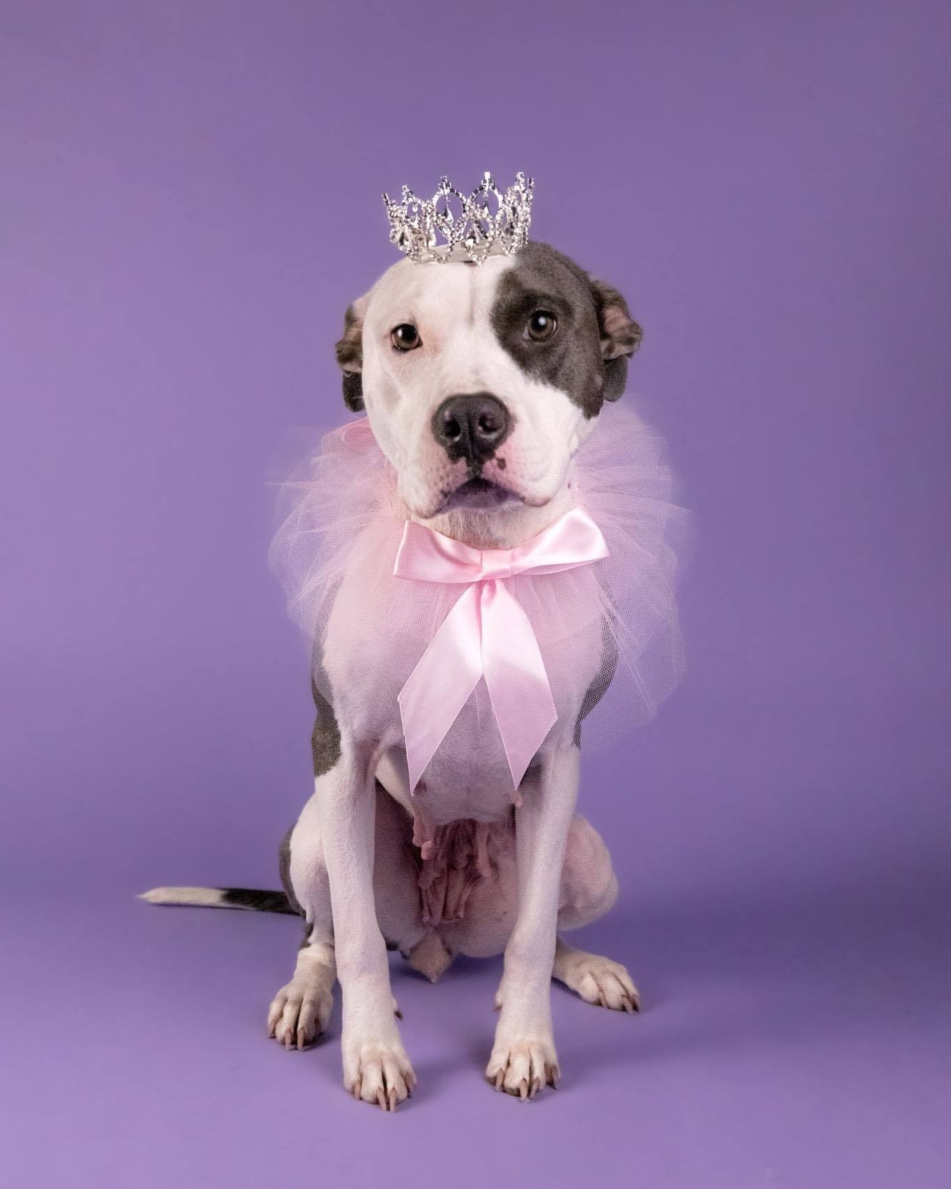 Stormy 2.0, an adoptable American Staffordshire Terrier in Arlee, MT, 59821 | Photo Image 2