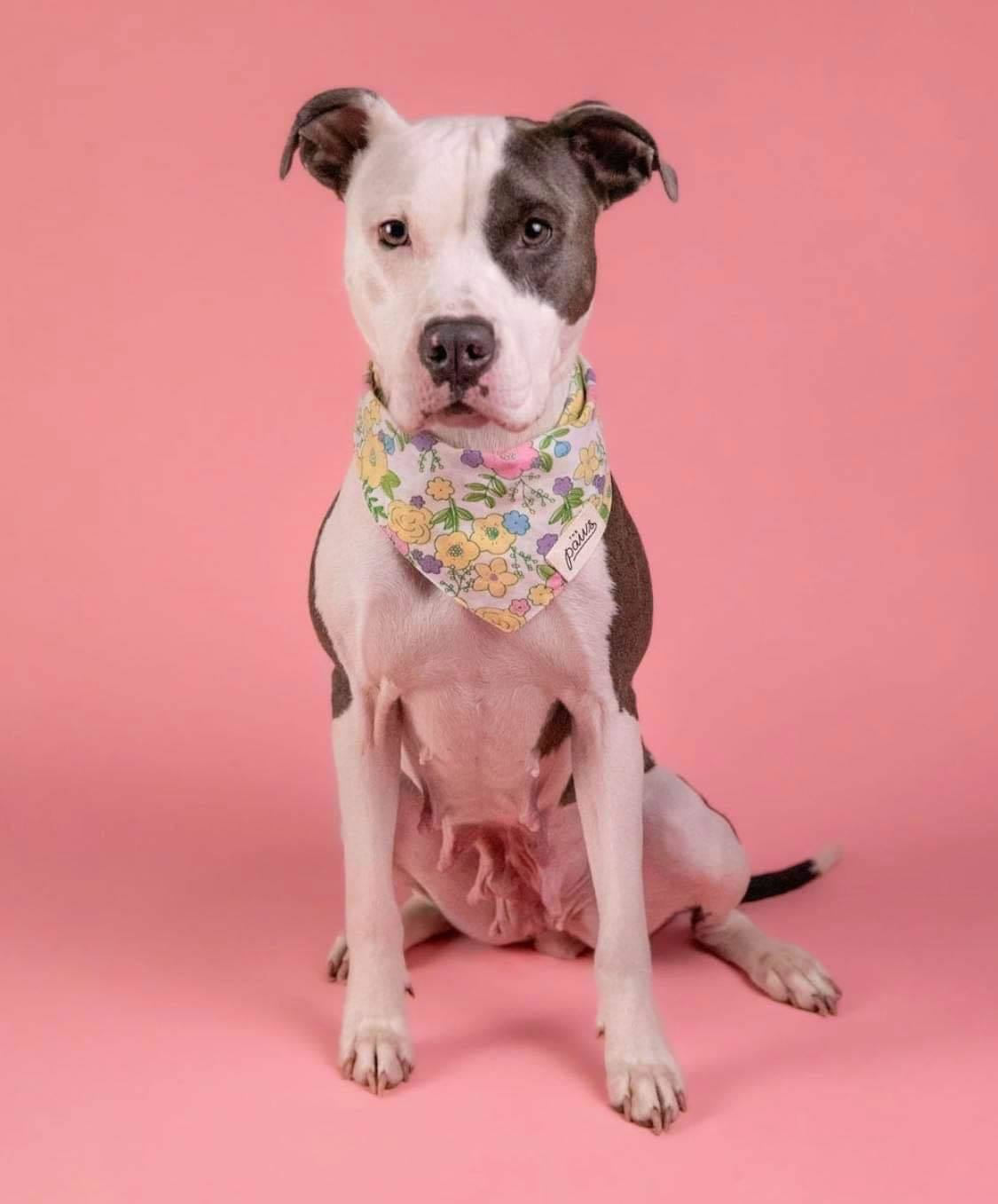 Stormy 2.0, an adoptable American Staffordshire Terrier in Arlee, MT, 59821 | Photo Image 6