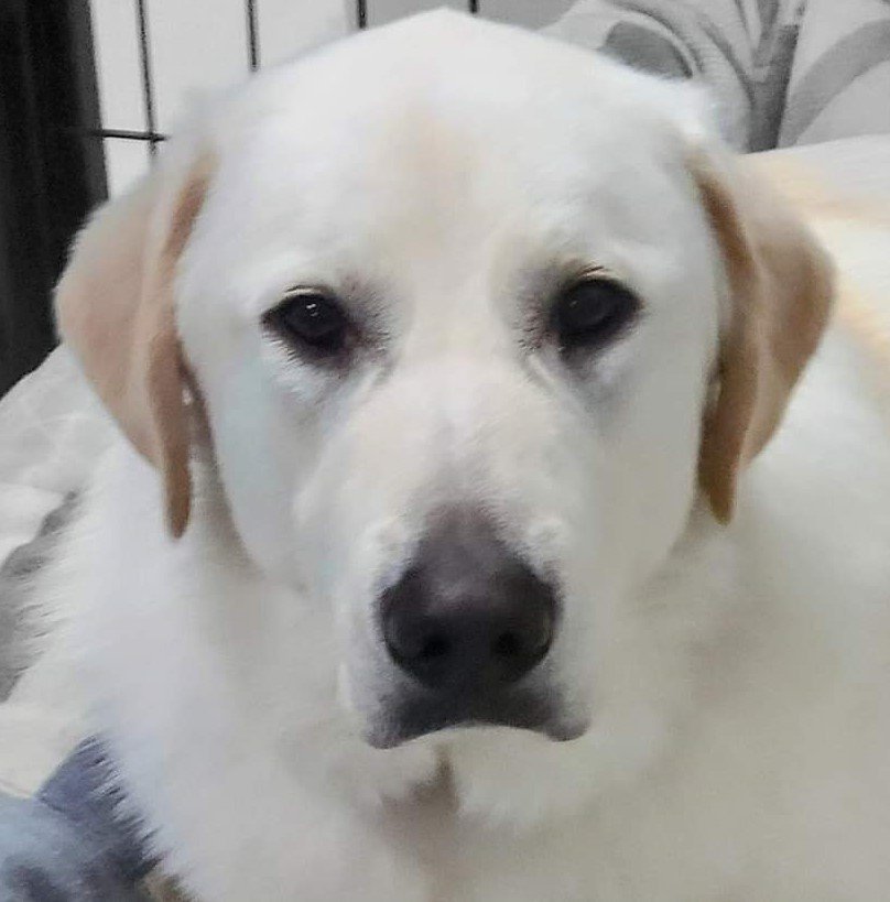 CHARLIE, an adoptable Akbash, Great Pyrenees in Peyton, CO, 80831 | Photo Image 2