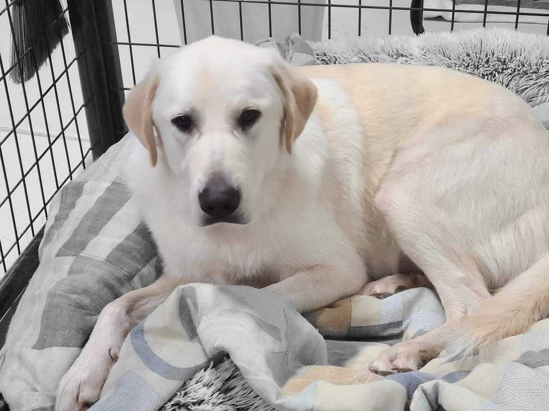 CHARLIE, an adoptable Akbash, Great Pyrenees in Peyton, CO, 80831 | Photo Image 3