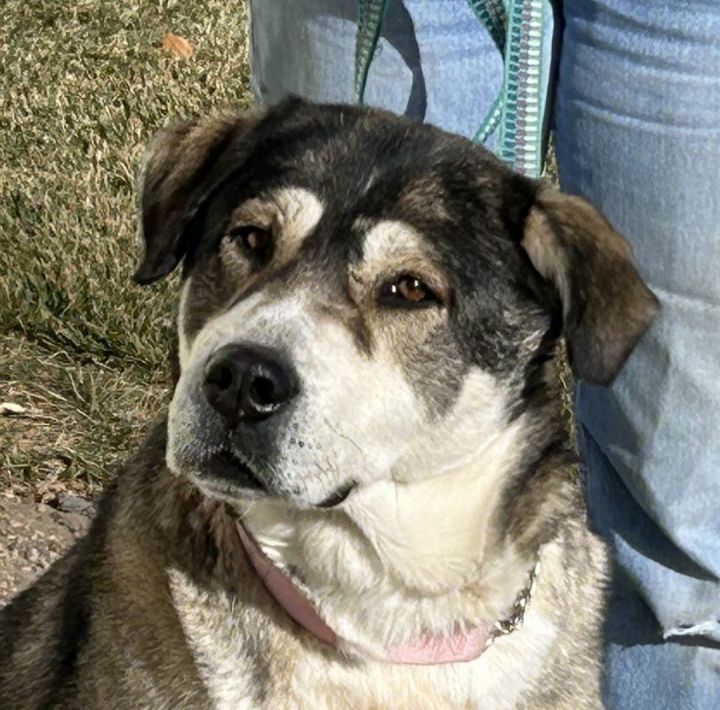 Sami, an adoptable Husky & Great Pyrenees Mix in Greeley, CO_image-1
