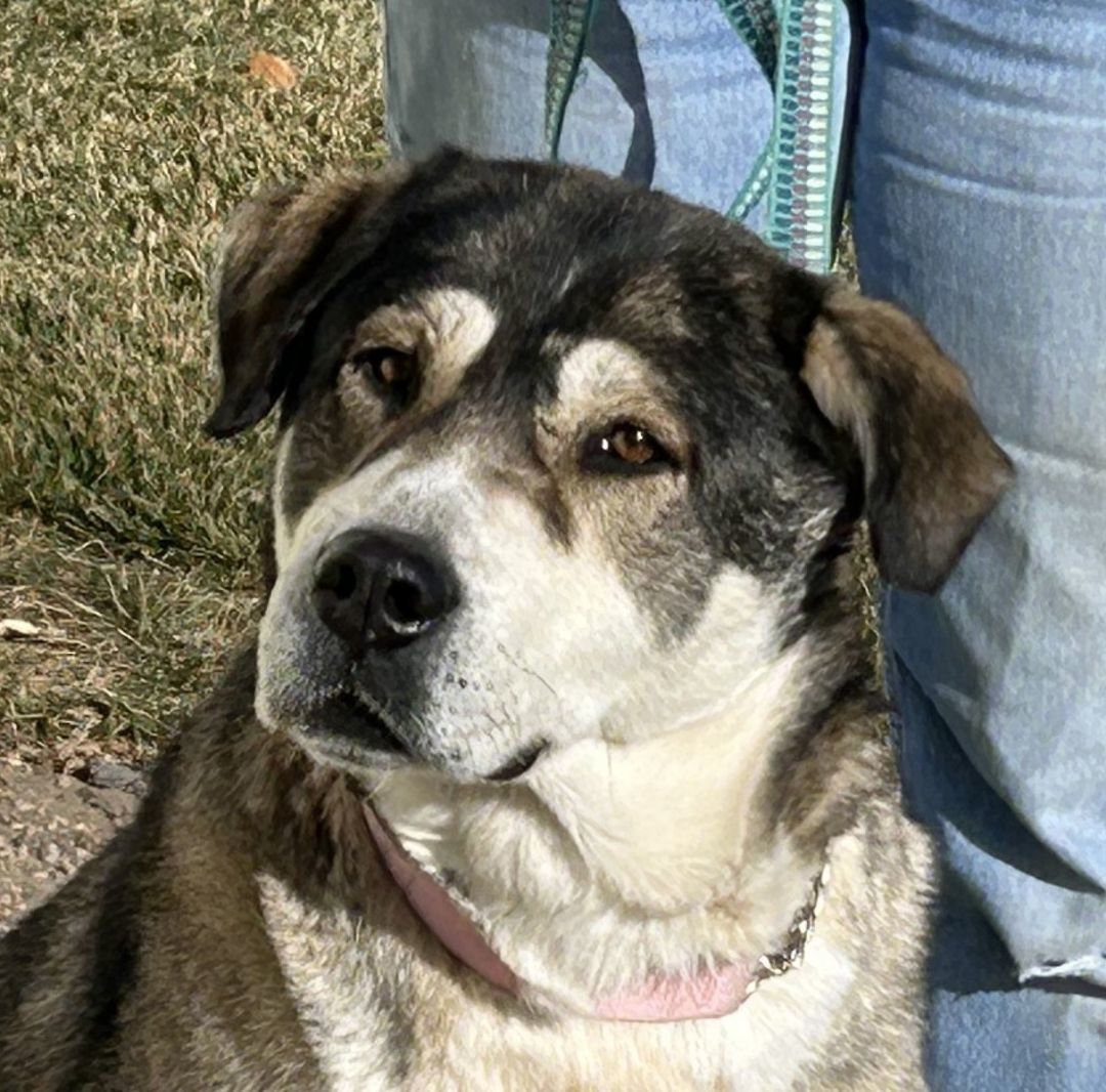 Sami, an adoptable Husky, Great Pyrenees in Greeley, CO, 80634 | Photo Image 1