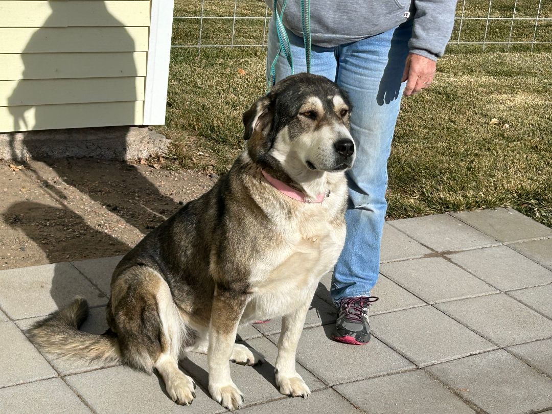 Sami, an adoptable Husky, Great Pyrenees in Greeley, CO, 80634 | Photo Image 2