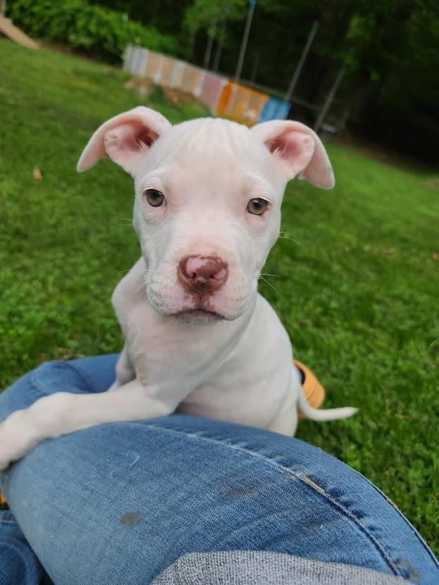 Daylin, an adoptable Pit Bull Terrier in La Plata, MD_image-1