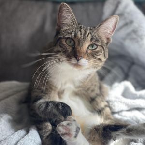 Courage Domestic Short Hair Cat