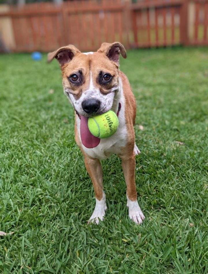 August, an adoptable Boxer & Hound Mix in Mobile, AL_image-5