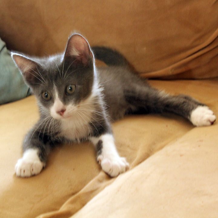 Otto, an adopted Domestic Short Hair in Redlands, CA_image-3