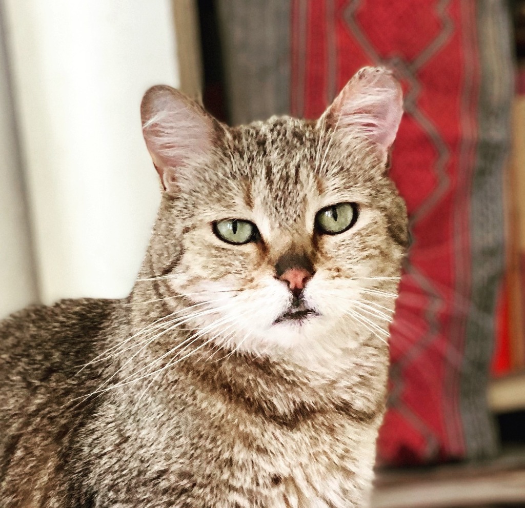 Nemi, an adoptable Domestic Short Hair in Albuquerque, NM, 87112 | Photo Image 1