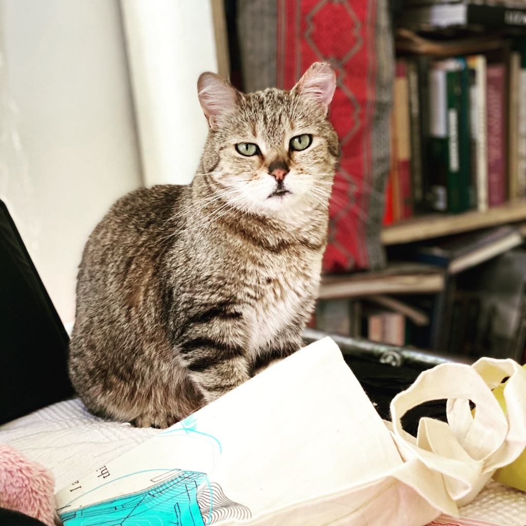 Nemi, an adoptable Domestic Short Hair in Albuquerque, NM, 87112 | Photo Image 3