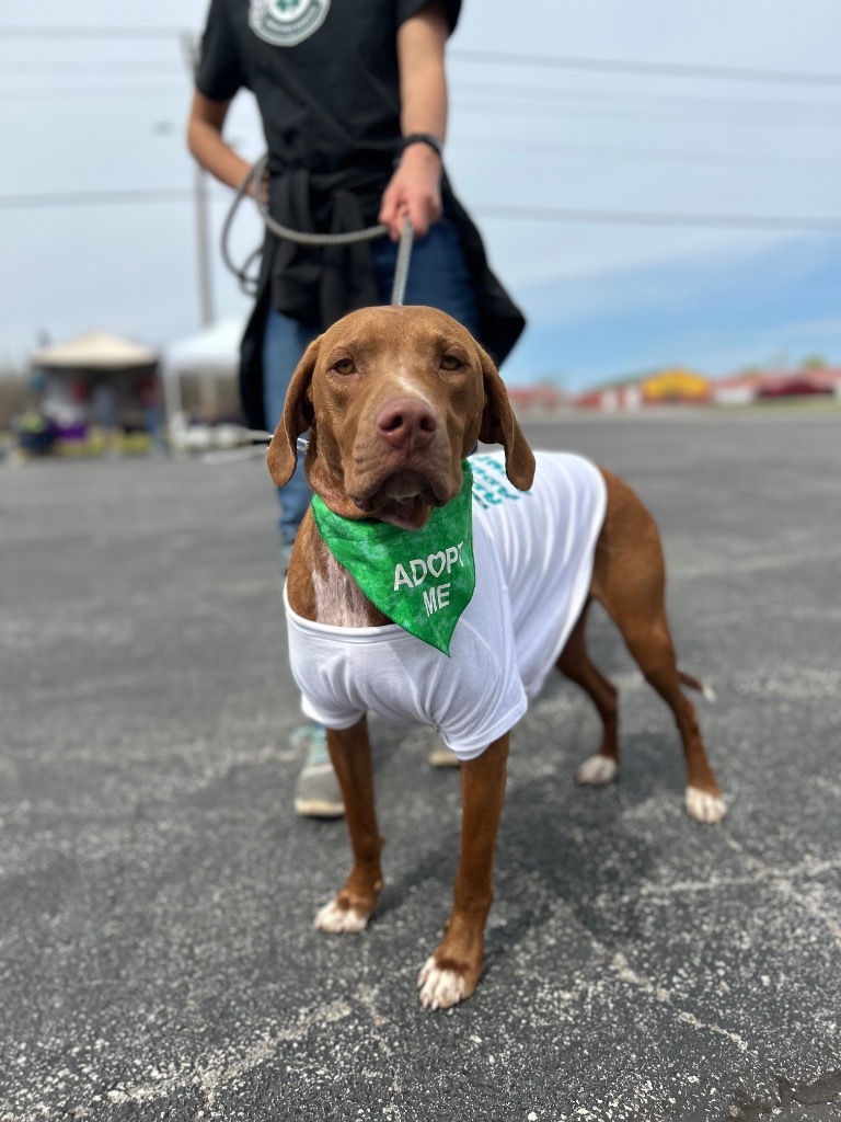 Winston, an adoptable Hound in Claremore, OK, 74017 | Photo Image 1