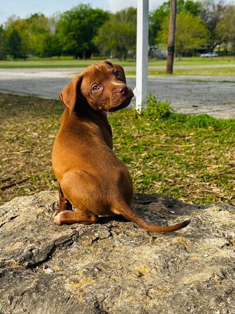 Winston, an adoptable Hound in Claremore, OK, 74017 | Photo Image 2