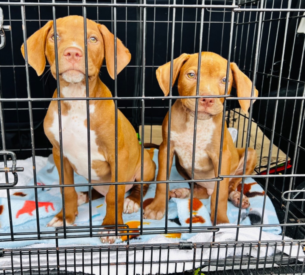 Winston, an adoptable Hound in Claremore, OK, 74017 | Photo Image 3