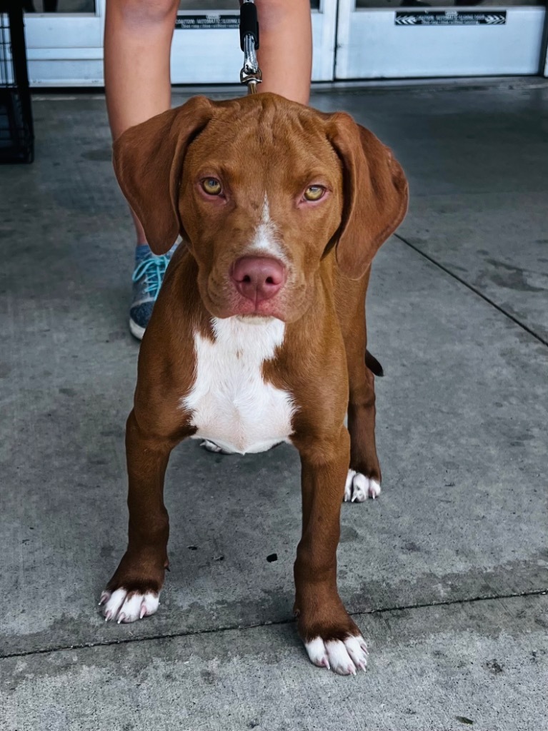 Winston, an adoptable Hound in Claremore, OK, 74017 | Photo Image 4