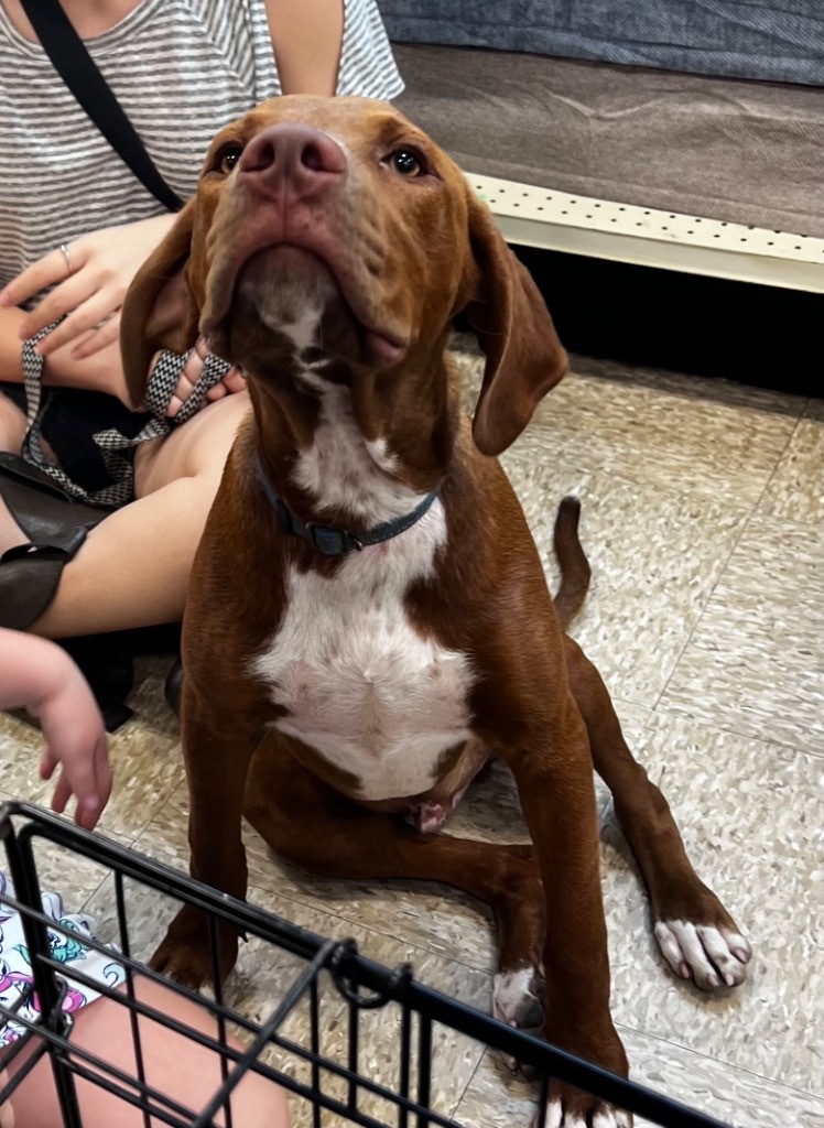 Winston, an adoptable Hound in Claremore, OK, 74017 | Photo Image 5