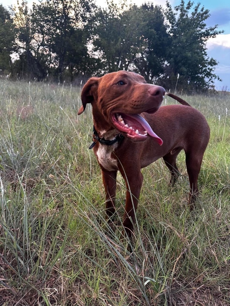 Winston, an adoptable Hound in Claremore, OK, 74017 | Photo Image 6